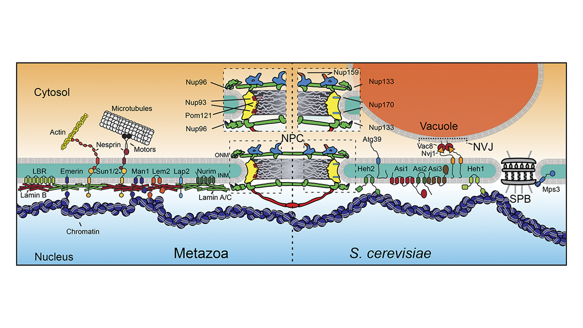 The nuclear envelope surrounds and protects the genome. In @JCellBiol, Mannino @PhilipMannino1 and Lusk @Plusk4u @LuskingL explore the unique set of quality control pathways that maintain its identity and function. bit.ly/3wCFI5R

#Disease #Organelles #ProteinHomeostasis