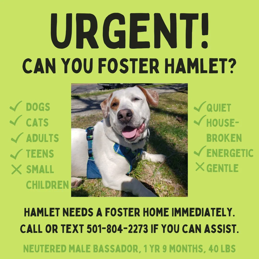 Please help us find an emergency foster home for Hamlet by tomorrow by sharing this post and spreading the word. Contact the number in the image if you can help or have a lead. Thank you!!