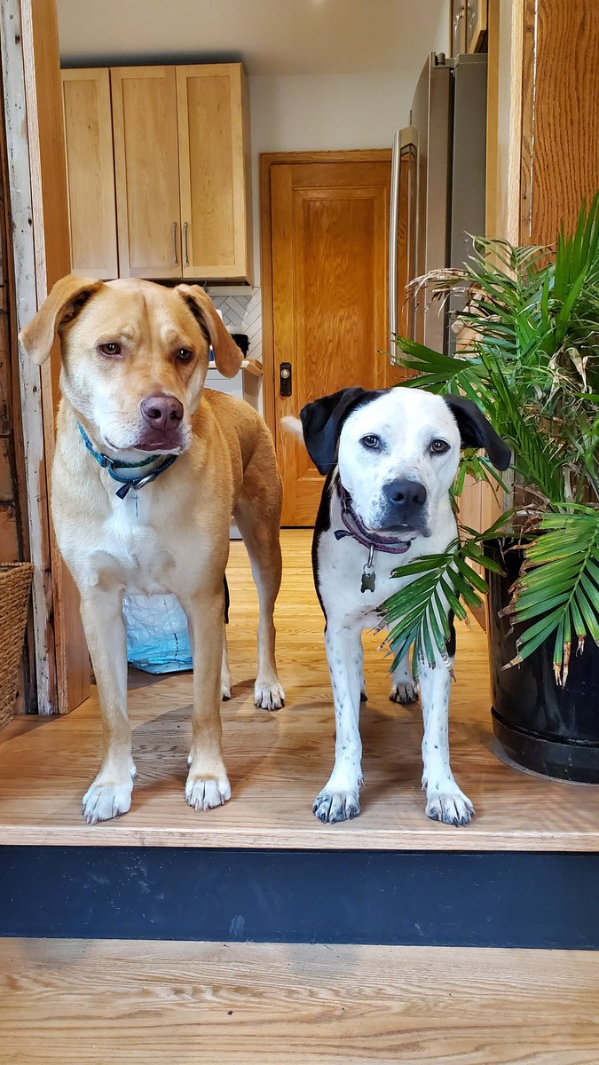 Dyer_Ma_ker's tweet photo. @dog_rates @Trupanion This is Petter Solberg and Sweet Tea. Both are mostly Pit. https://t.co/GgmnuRnCZF