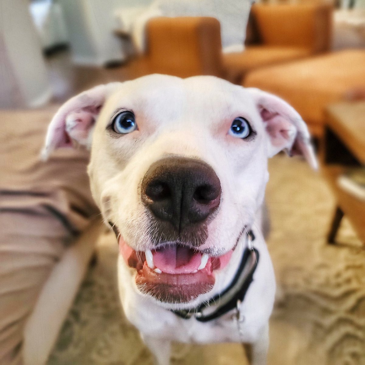 jaycote220's tweet photo. @dog_rates @Trupanion https://t.co/ryahz5ZkfH