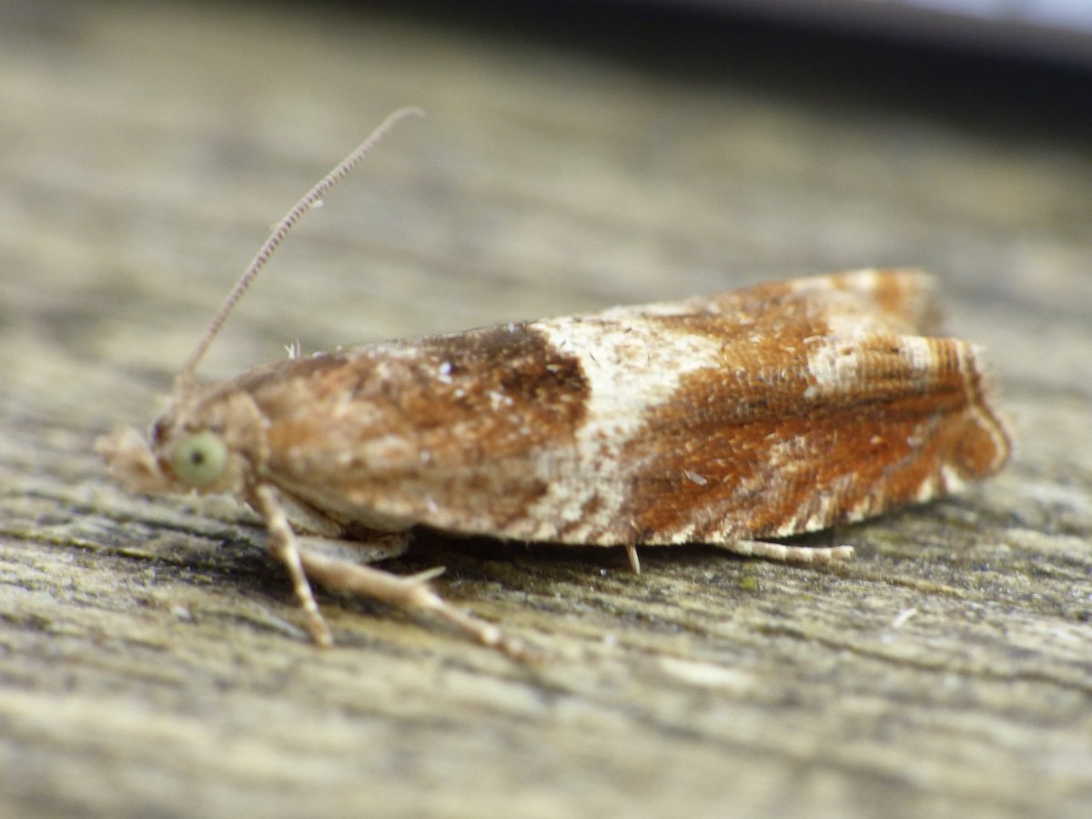 GaryWVC76's tweet photo. Common moth apparently, but it’s taken me 13 years of trapping in the garden to catch one - Epinotia tenerana, or Nut Bud Moth. ⁦@GardenMoths⁩ ⁦@BC_SWScotland⁩ ⁦@TamVC77⁩ ⁦@iymcpherson⁩ #teammoth #tortrix https://t.co/FD2pAgY2n7