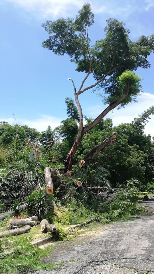 <a href="/Jacobo_Vidarte/">Jacobo Vidarte Donaire</a> <a href="/mariatorresofi/">Maria Torres G</a> <a href="/NorteValencia/">valencia del norte</a> <a href="/ImaValencia/">IMA Valencia</a> <a href="/CboEsNoticia/">Carabobo es Noticia</a> Av El Parque con Pergola #LomasdelEste, requiere tala y poda,varios meses esperando @jcfuenmayor <a href="/rafaellacava10/">Rafael Lacava</a> @adridlr <a href="/mdominguezAD/">Mariela Domínguez de Rojas</a> <a href="/GabytaSuniaga/">Gabriela Suniaga</a> <a href="/bconej/">Braulio Conejero</a>