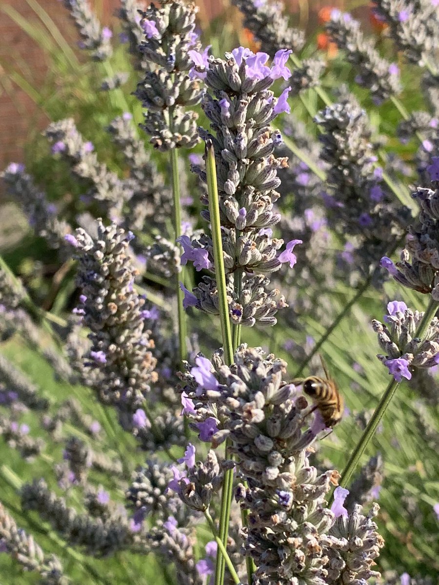 NorthwayRuth's tweet photo. A busy bee spotted on this morning’s #NursesActive #USWCSActive walk https://t.co/uVETUKbByG