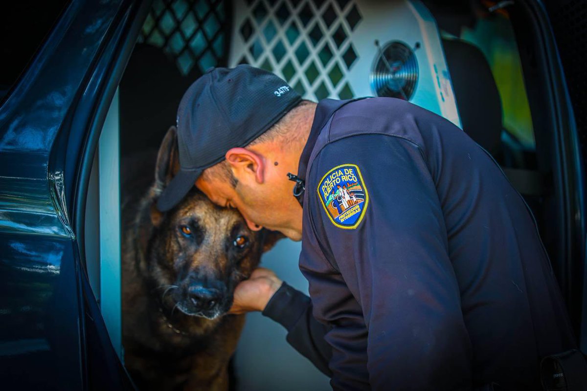 ASGPUERTORICO's tweet photo. 👮♀️👮♂️🐶 Personal de la división de Propiedad Excedente en ASG realizan la transferencia de varios K-9 de la división canina de la Policía de Puerto Rico a sus manejadores, una vez se acogieron al retiro por años de servicio.
cc.@DSPnoticias #ASGInforma #K9unit #policiapr https://t.co/Uhpg7vlGh1
