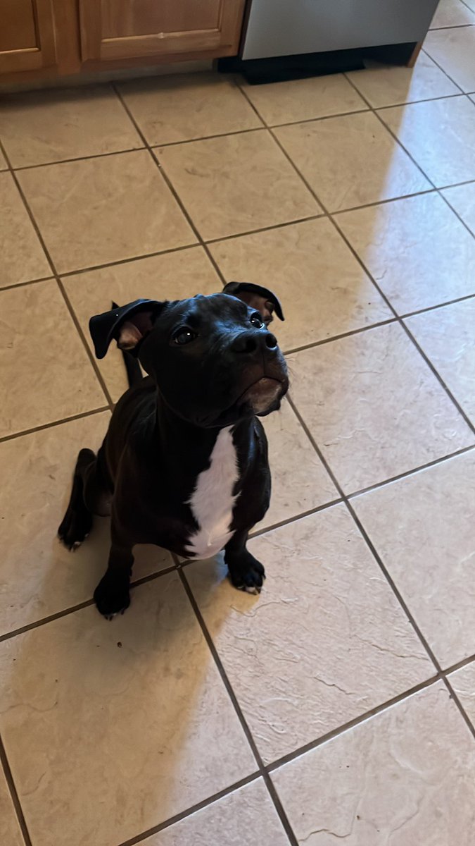 SammyLeister's tweet photo. @dog_rates @Trupanion My sweet finn! 🐶 #pittieparty https://t.co/WzaNFPPeTH
