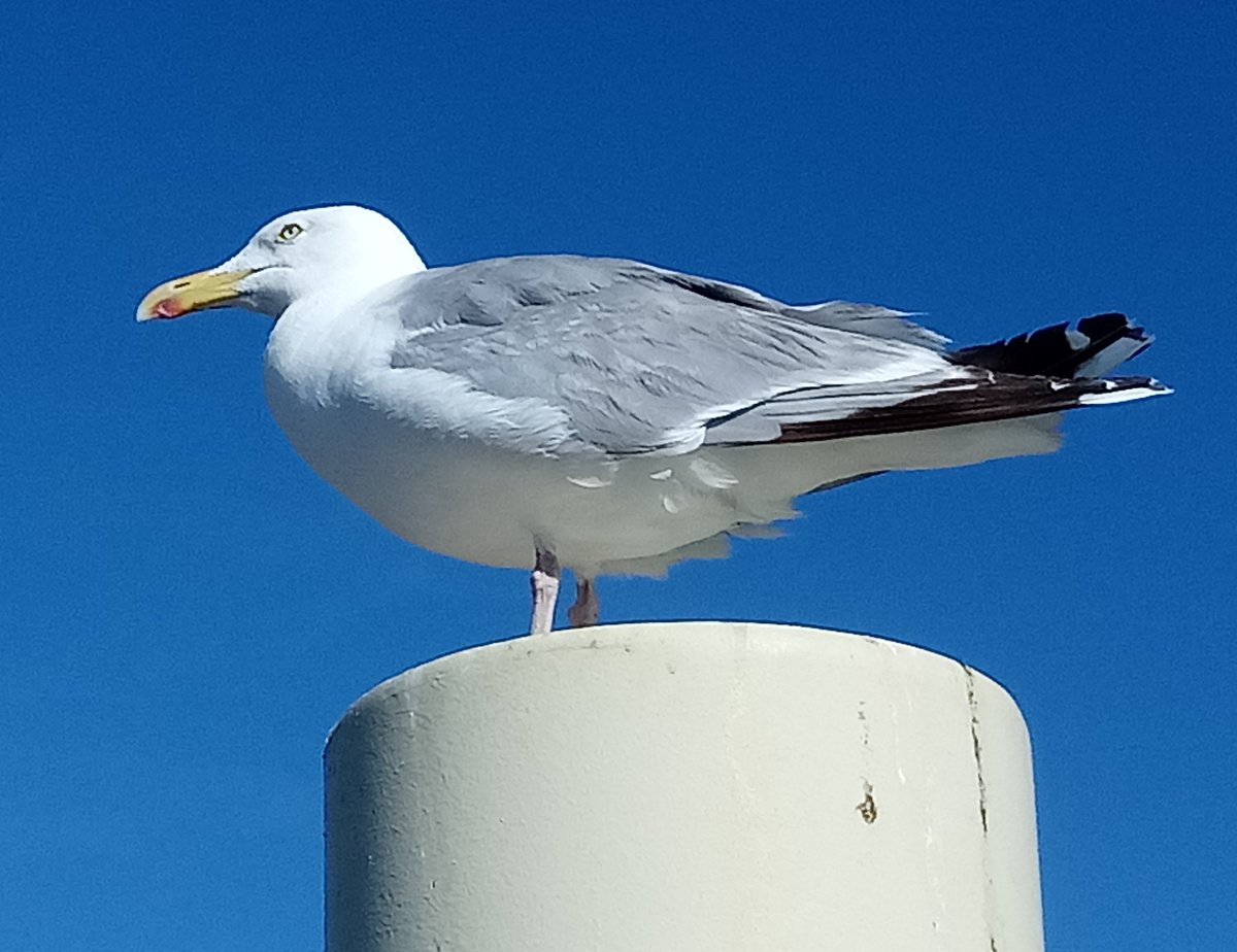 MFeldmannDA's tweet photo. Die zweite Arbeitswoche nach dem Urlaub hat begonnen. 😕 Da denke ich doch gerne zurück an die #Nordsee. 😄😍🐟🌊🏖 https://t.co/Y6TtqD227z