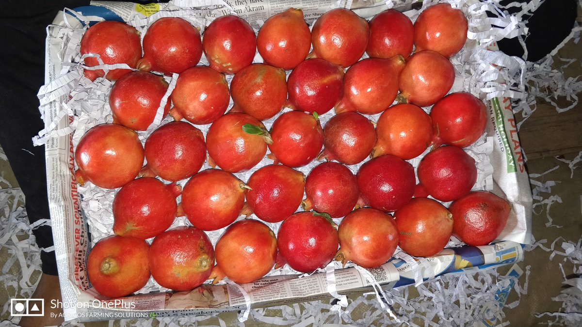 anar_kheti's tweet photo. Successful export of pomegranate for the second year in a row ☺️

Under Technical Support Of 𝑨𝑮𝑹𝑰𝑪𝑶𝑺 𝑭𝑨𝑹𝑴𝑰𝑵𝑮 𝑺𝑶𝑳𝑼𝑻𝑰𝑶𝑵𝑺 👨‍🌾

#AgricosFarmingSolutions 
#MarketLinkage #india #procurement  #food #fmcg  #ecommerce #farmer #foodindustry #Agriculture https://t.co/00VYpmGaAi