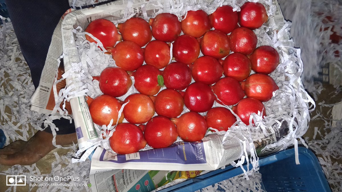 anar_kheti's tweet photo. Successful export of pomegranate for the second year in a row ☺️

Under Technical Support Of 𝑨𝑮𝑹𝑰𝑪𝑶𝑺 𝑭𝑨𝑹𝑴𝑰𝑵𝑮 𝑺𝑶𝑳𝑼𝑻𝑰𝑶𝑵𝑺 👨‍🌾

#AgricosFarmingSolutions 
#MarketLinkage #india #procurement  #food #fmcg  #ecommerce #farmer #foodindustry #Agriculture https://t.co/00VYpmGaAi