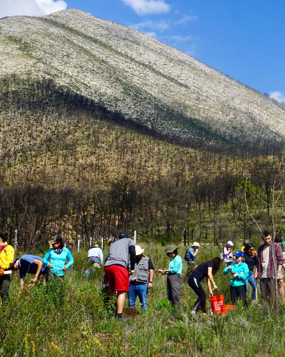greenhugmx's tweet photo. ¡Sin bosques no hay agua! 💧
Muchas gracias por sumarse a la #reforestación de este fin de semana en La Jacinta, Nuevo León en los límites del Parque Nacional Cumbres de Monterrey. Gracias 💚
@amigosdelasierraac @lacumbrecotidiana @hikeupmexico @outlandsmx https://t.co/1r2jdhYVaA