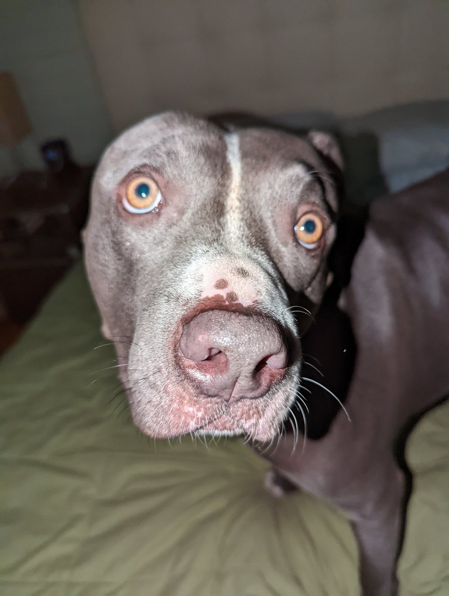 lancedpotts tweet media