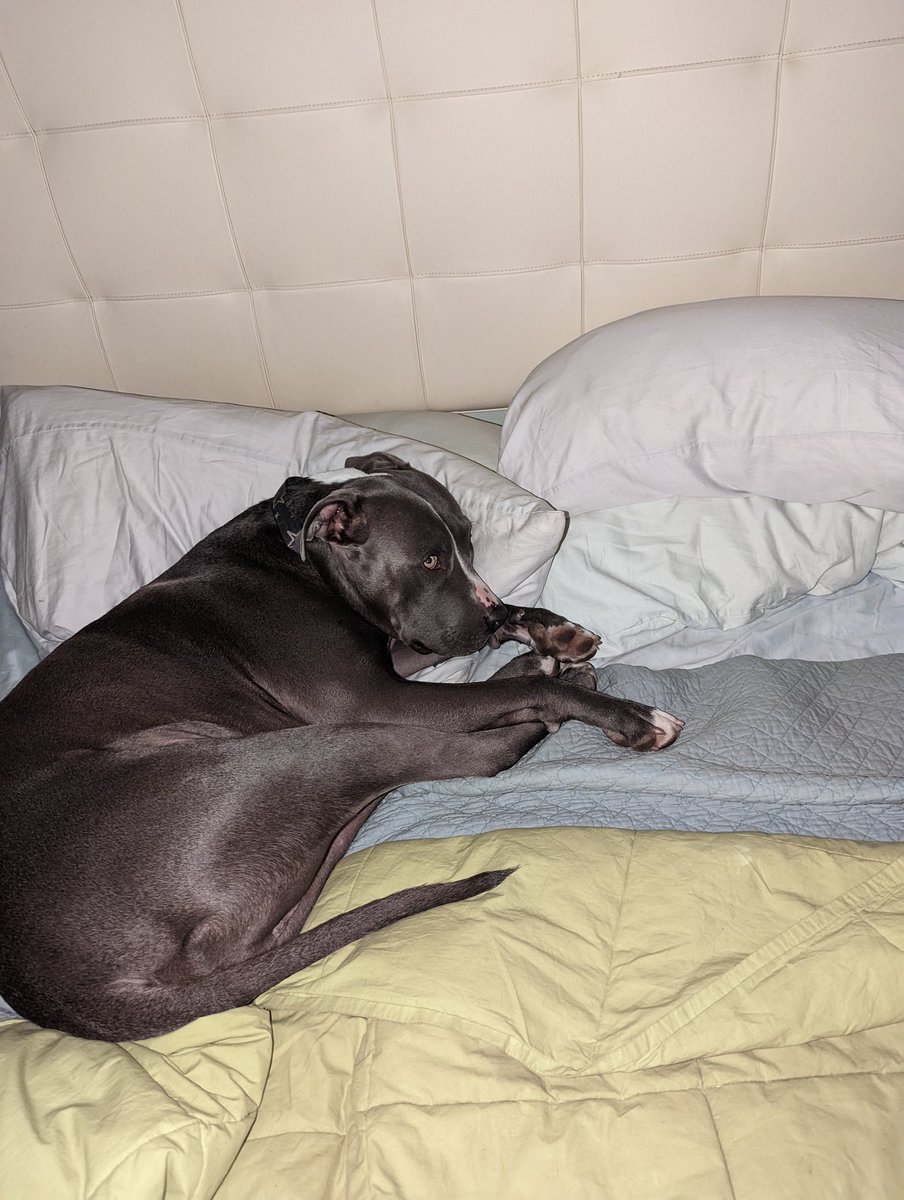 lancedpotts tweet media