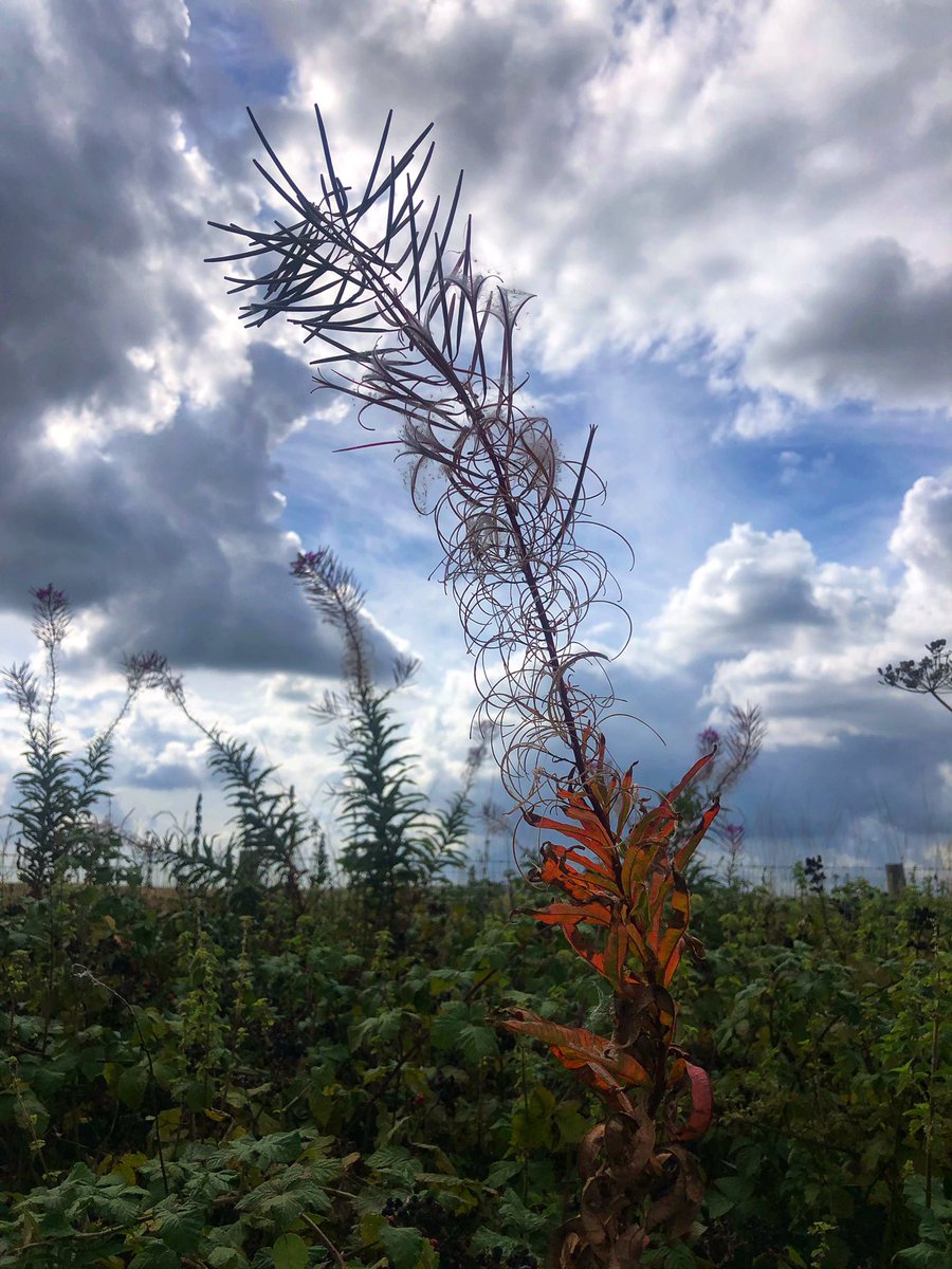 edie_pus's tweet photo. @LeifBersweden FYI .. yesterday on the South Downs https://t.co/TFZR0lbu2Y