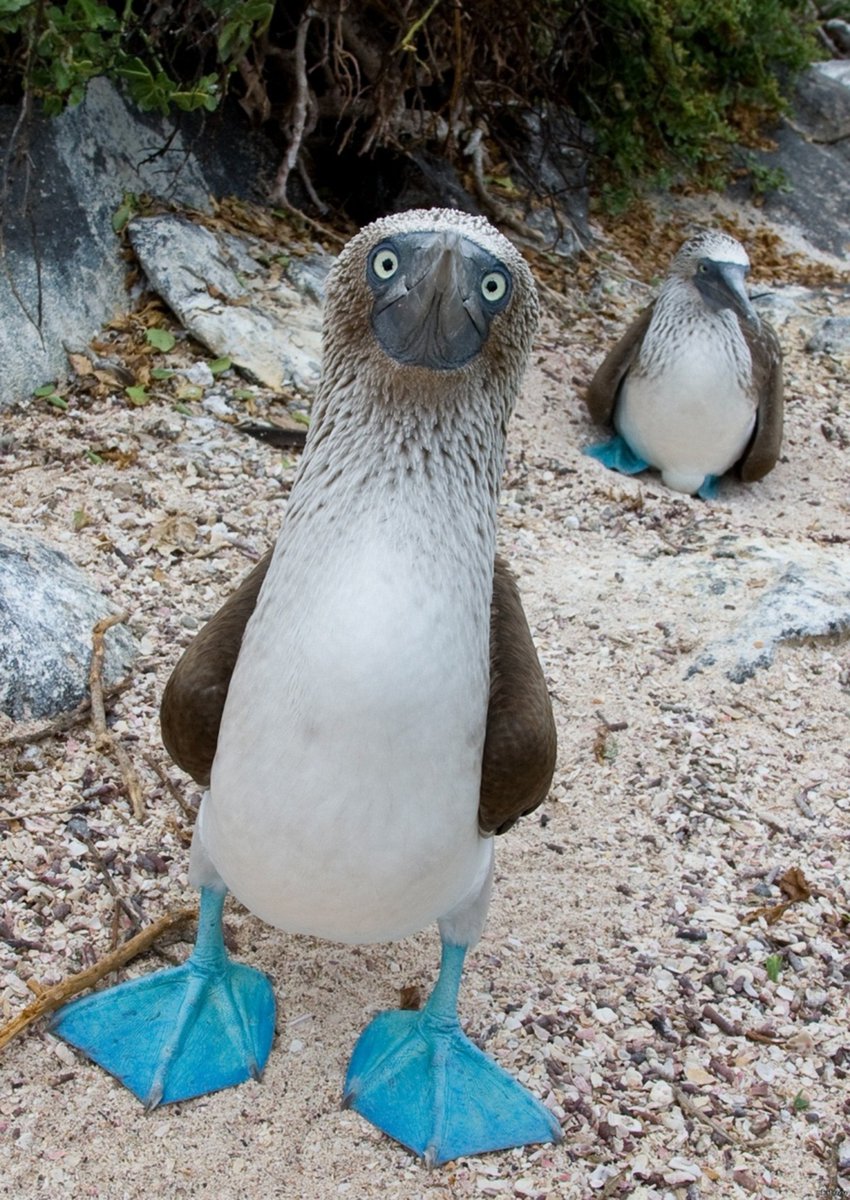JamesLucasIT's tweet photo. La sula piediazzurri è un uccello marino originario delle regioni tropicali dell'Oceano Pacifico orientale.

L'intenso colore azzurro dei piedi palmati viene sfoggiato durante il corteggiamento, nel quale chi ha i piedi più azzurri ha maggiore successo. https://t.co/EX56q9z27H