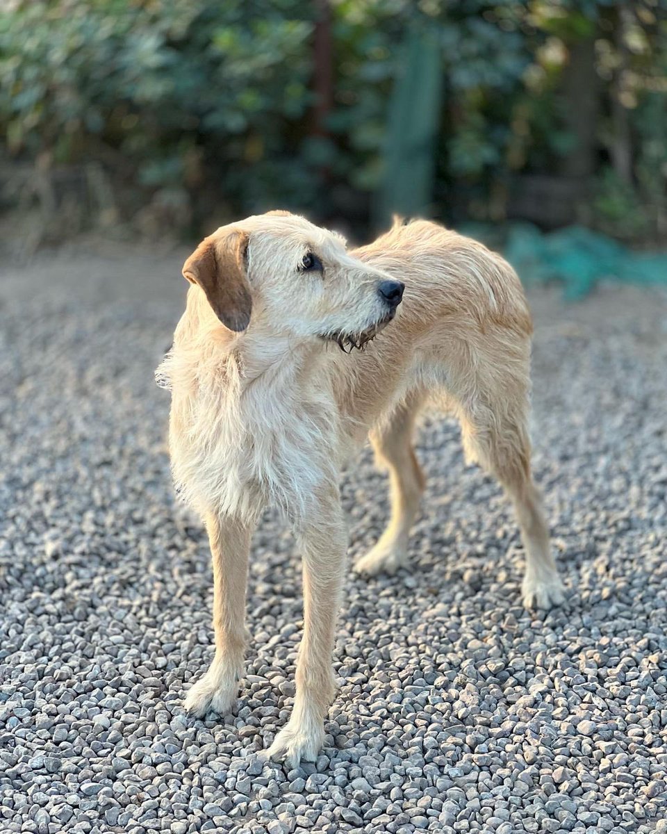 Buscamos hogar para esta perrita de aprox. 2 años, hay un sacarla urgente de donde está, es sociable y cariñosa
Más información al +56 9 6668 0733 Katya #SoyBartorell #Santiago