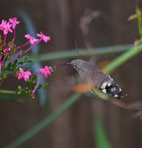 PwP_Images's tweet photo. @DaniDarkSkies you are a bit of a wildlife guru....am i right in thinking i snapped a rare humming bird hawk moth feeding in my garden https://t.co/mTqO1e2V6F
