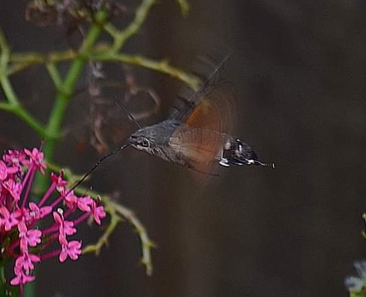 PwP_Images's tweet photo. @DaniDarkSkies you are a bit of a wildlife guru....am i right in thinking i snapped a rare humming bird hawk moth feeding in my garden https://t.co/mTqO1e2V6F