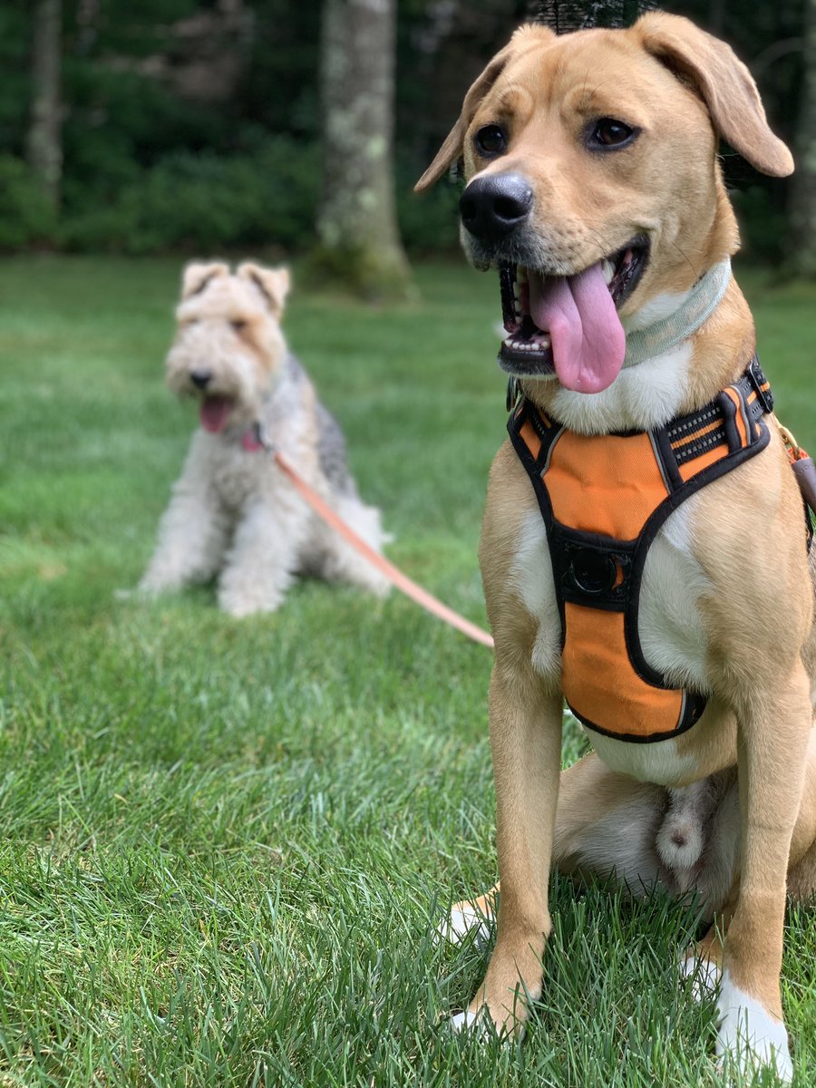 SarahRBarrie's tweet photo. @dog_rates @Trupanion This is Finn (and his best pal Riley). He’s a hound/Pitt mix and is as sweet as can be! https://t.co/7rWpb5mT7X