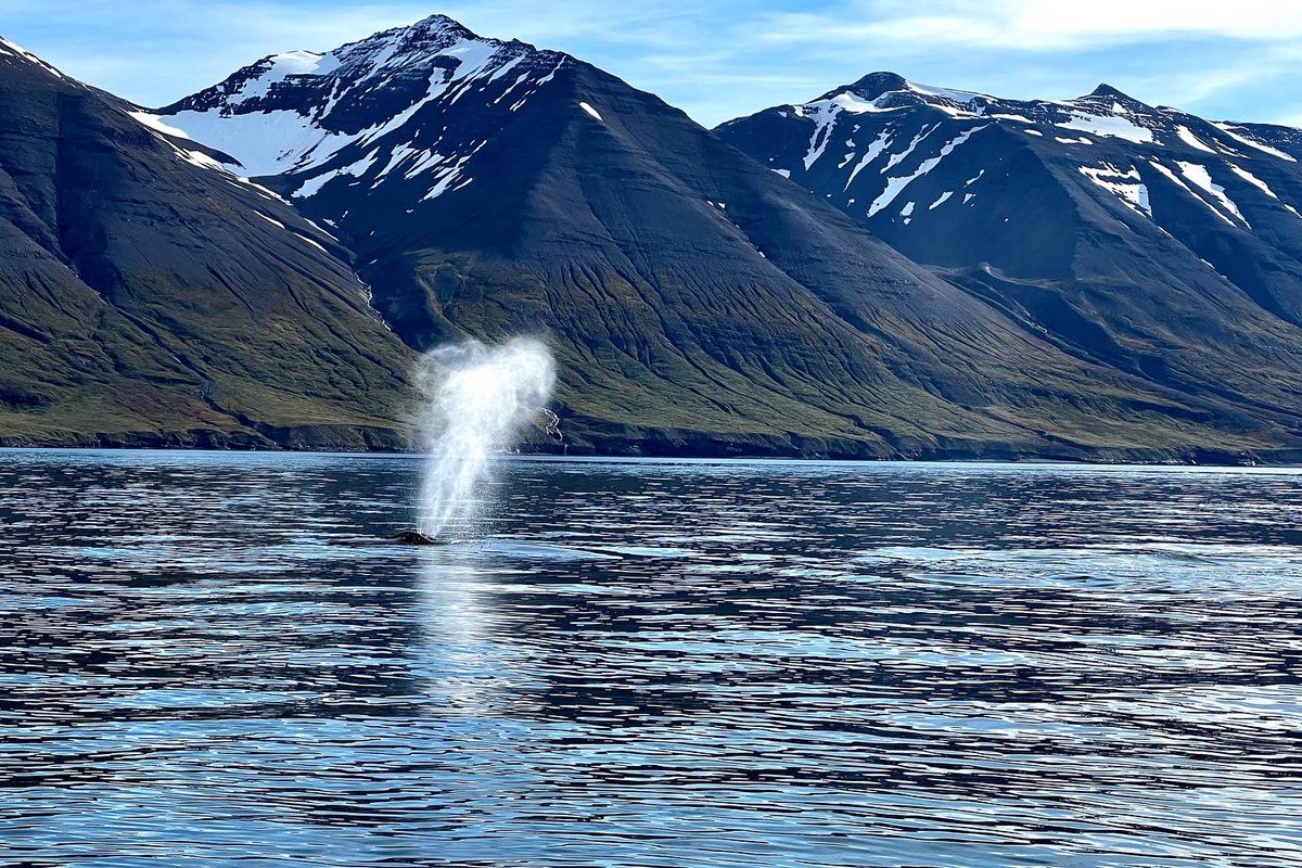 ArcticSeaTours's tweet photo. Three humpback whales, a lot of white beaked dolphins and harbor porpoises. Great tours and amazing whales. #humpbackwhale #whale #Iceland #whalewatching #wildlifephotography #wildlife #naturephotography #nature #travelphotography #travelgram #travel #Dalvik #arcticseatours https://t.co/UxJdb07AQQ
