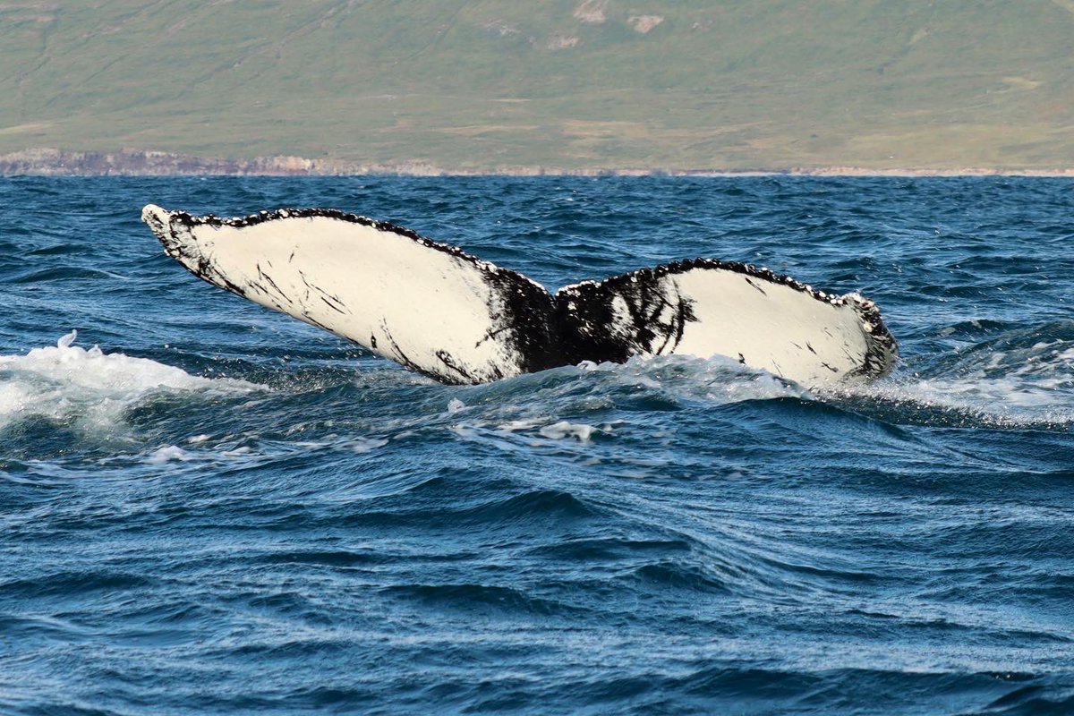 ArcticSeaTours's tweet photo. Three humpback whales, a lot of white beaked dolphins and harbor porpoises. Great tours and amazing whales. #humpbackwhale #whale #Iceland #whalewatching #wildlifephotography #wildlife #naturephotography #nature #travelphotography #travelgram #travel #Dalvik #arcticseatours https://t.co/UxJdb07AQQ