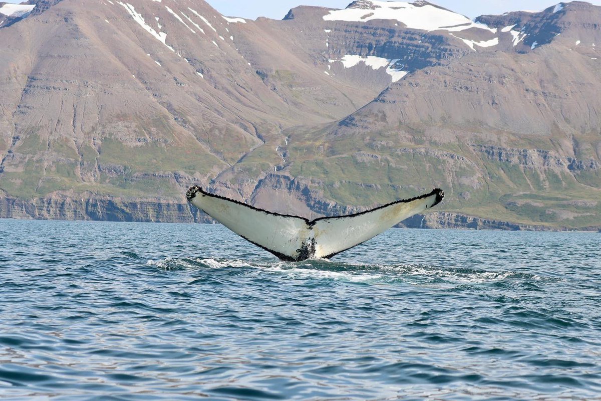 ArcticSeaTours's tweet photo. Three humpback whales, a lot of white beaked dolphins and harbor porpoises. Great tours and amazing whales. #humpbackwhale #whale #Iceland #whalewatching #wildlifephotography #wildlife #naturephotography #nature #travelphotography #travelgram #travel #Dalvik #arcticseatours https://t.co/UxJdb07AQQ