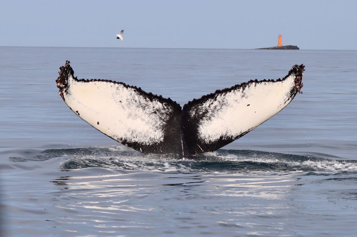 ArcticSeaTours's tweet photo. Three humpback whales, a lot of white beaked dolphins and harbor porpoises. Great tours and amazing whales. #humpbackwhale #whale #Iceland #whalewatching #wildlifephotography #wildlife #naturephotography #nature #travelphotography #travelgram #travel #Dalvik #arcticseatours https://t.co/UxJdb07AQQ