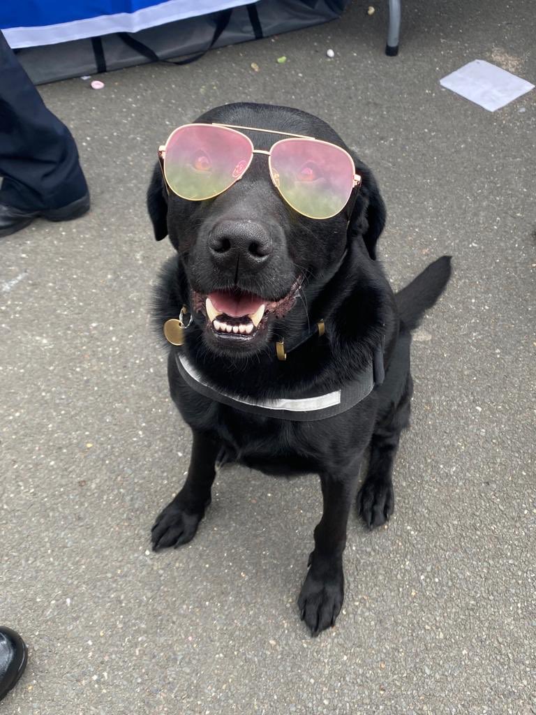 Dexter has been in the wellbeing station  providing canine wellbeing support for all <a href="/metpoliceuk/">Metropolitan Police</a> working extended shifts <a href="/NHCarnivalLDN/">Notting Hill Carnival</a> 6262CO <a href="/MetTaskforce/">Met Police Taskforce</a> #Wellbeing #DogsofTwittter #ThinBlueLine