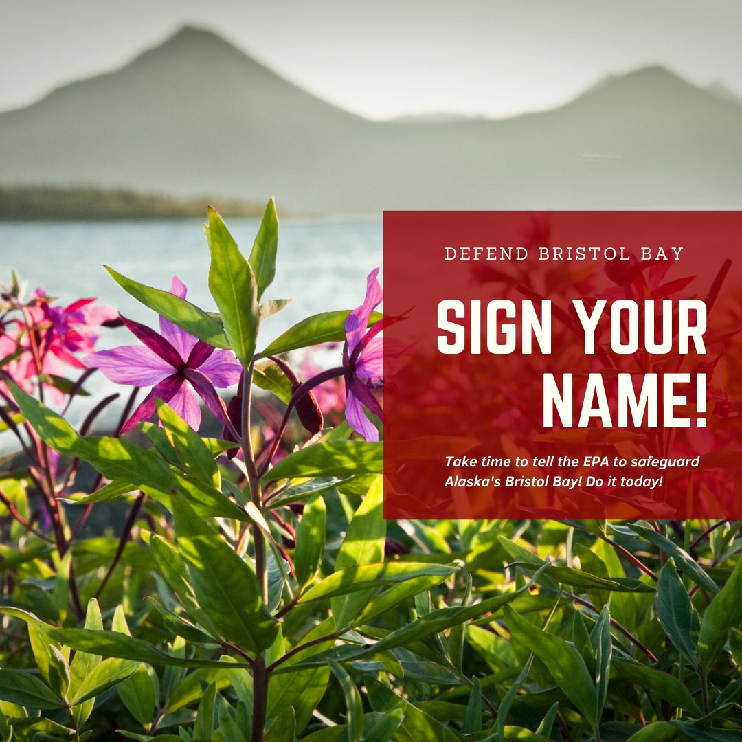 Now’s our chance to permanently put a stop to the dangerous Pebble Mine and we need to rally support from people across the country before the EPA public comment period ends.
Go to nature.ly/3KwfWFX now &amp; show the EPA you support Bristol Bay! #DefendBristolBay