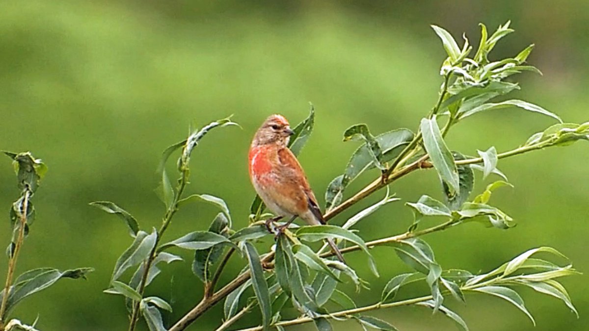 Vogels6's tweet photo. #BirdsSeenin2022
#KNEU
Gezien 26-07-2022 in Rivierpark Maasvallei bij Maastricht
@vogelnieuws @waarneming @sovon @VroegeVogels @Britnatureguide
#commonlinnet #linariacannabina https://t.co/KIeKvAkhQt