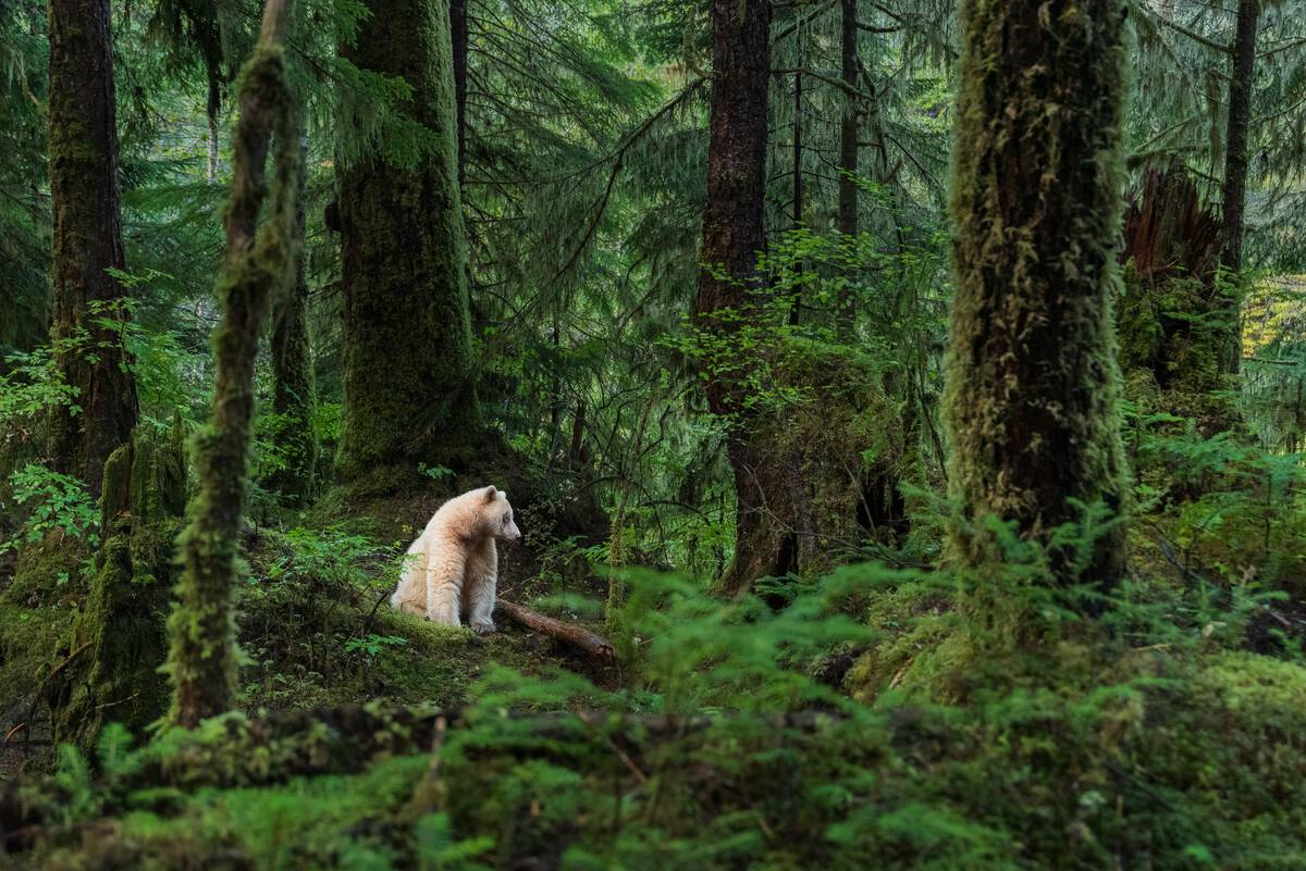 DestinationBC's tweet photo. Community #projects are underway to enhance #forest resilience to protect against the effects of wildfire & climate change in northern BC (https://t.co/hfpjj10koe) & the Cariboo (https://t.co/p2w49JgRYa). #forestrecreation #ecologicalresiliency #climatechange #sustainability https://t.co/djjfPW775F