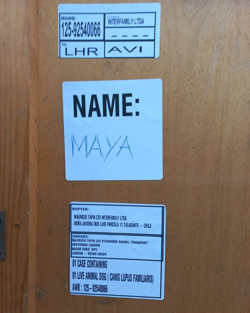 Controlc_chile's tweet image. Seguimos preparándonos de la mejor forma posible para nuestra nueva temporada, optimizando el trabajo logístico en nuestros embarques día a día #aeropuerto #carga #exportación #chile🇨🇱 #scl