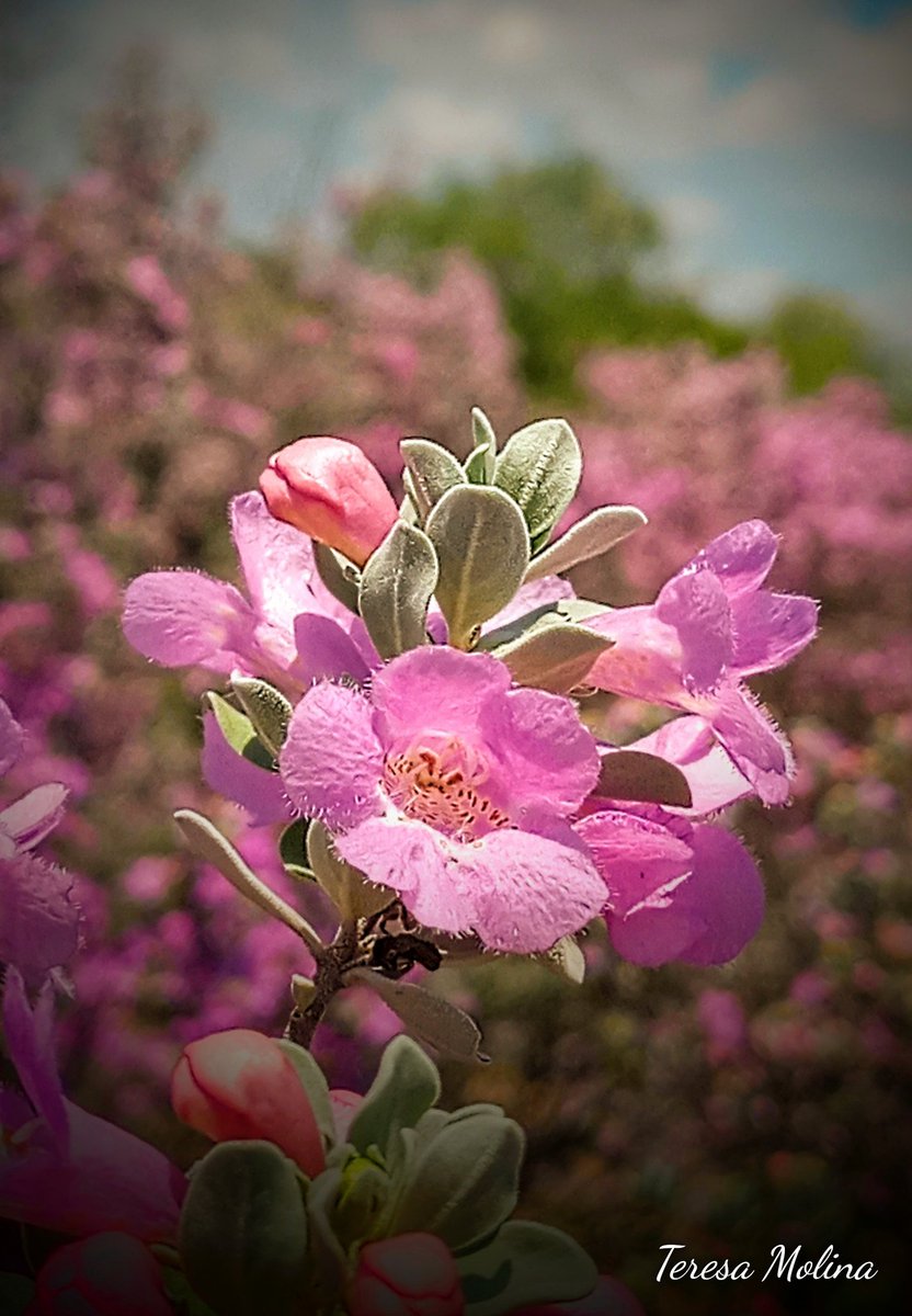 tedafeda's tweet photo. Cenizo ..
 Leucophyllum frutescens
La magia d la lluvia se ve en nuestra región q se viste d gala con esta belleza d flores d cenizo llenando d colores en tonalidades rosas claros y fuertes todo este lugar

#Biodiversidad #FloresSilvestres #Cenizo  #PiedrasNegras #PlantasNativas https://t.co/ntENvWKFe5