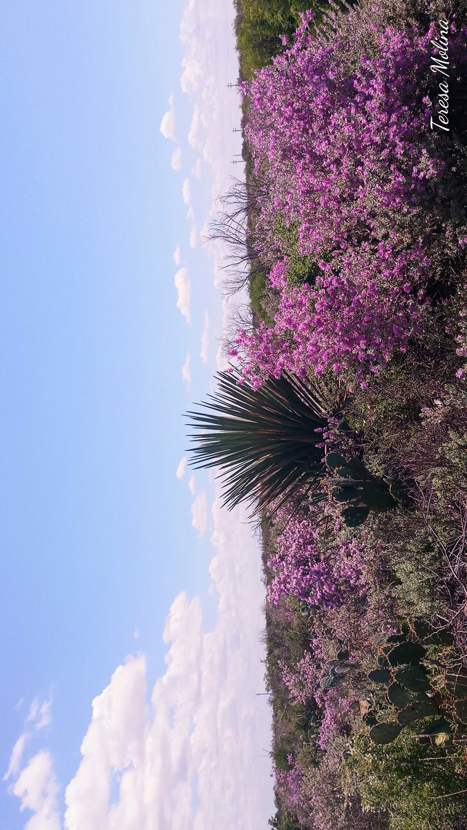 tedafeda's tweet photo. Cenizo ..
 Leucophyllum frutescens
La magia d la lluvia se ve en nuestra región q se viste d gala con esta belleza d flores d cenizo llenando d colores en tonalidades rosas claros y fuertes todo este lugar

#Biodiversidad #FloresSilvestres #Cenizo  #PiedrasNegras #PlantasNativas https://t.co/ntENvWKFe5