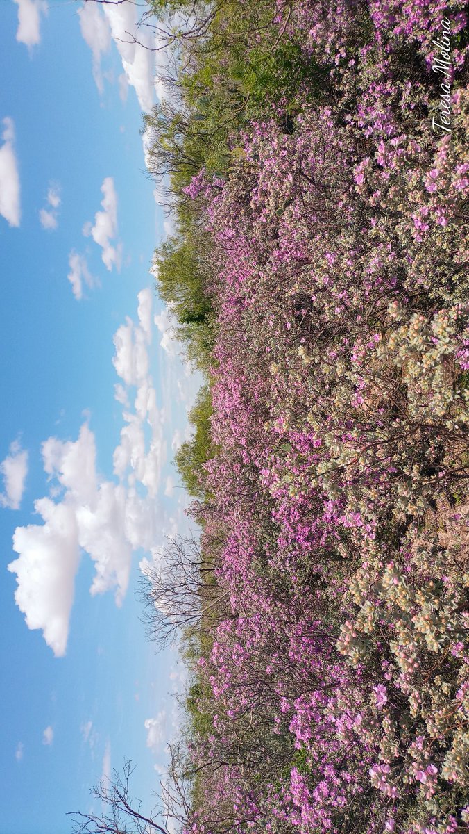 tedafeda's tweet photo. Cenizo ..
 Leucophyllum frutescens
La magia d la lluvia se ve en nuestra región q se viste d gala con esta belleza d flores d cenizo llenando d colores en tonalidades rosas claros y fuertes todo este lugar

#Biodiversidad #FloresSilvestres #Cenizo  #PiedrasNegras #PlantasNativas https://t.co/ntENvWKFe5