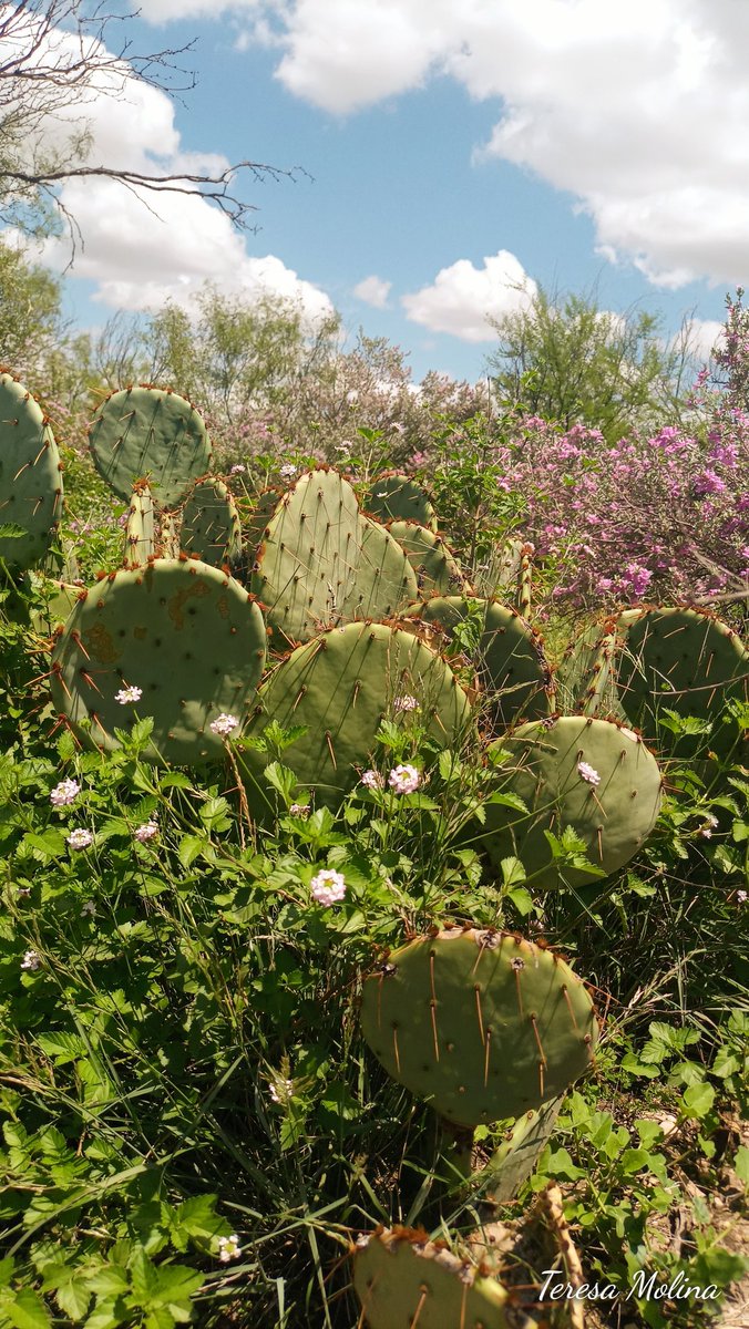 Cenizo ..
 Leucophyllum frutescens
La magia d la lluvia se ve en nuestra región q se viste d gala con esta belleza d flores d cenizo llenando d colores en tonalidades rosas claros y fuertes todo este lugar

#Biodiversidad #FloresSilvestres #Cenizo  #PiedrasNegras #PlantasNativas