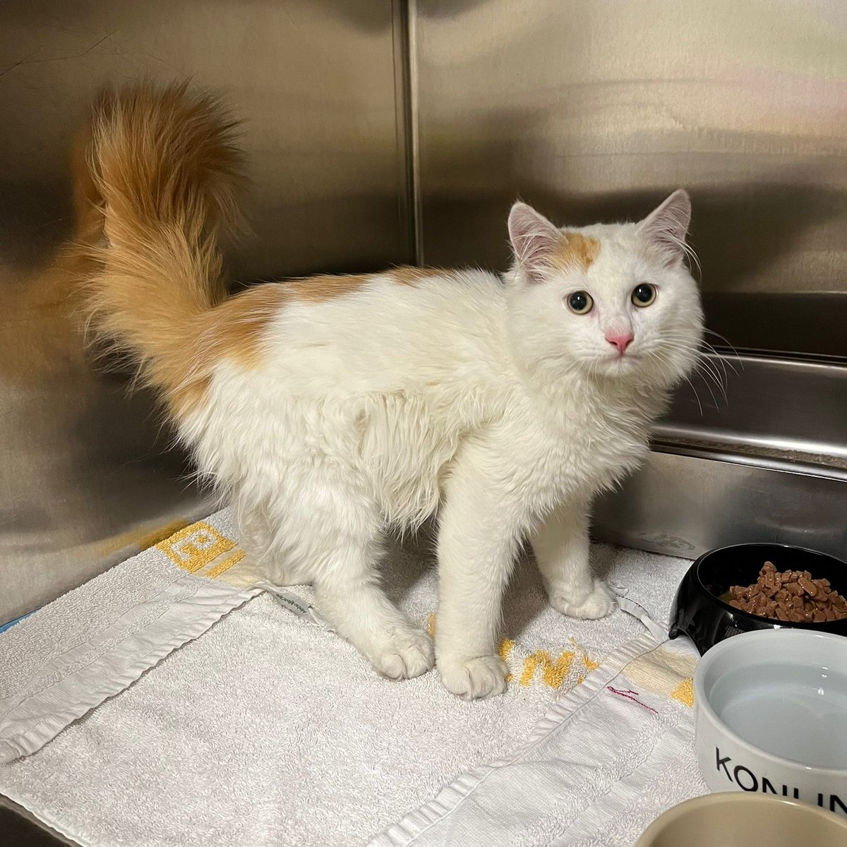 Dierenambulance Amsterdam tweet media