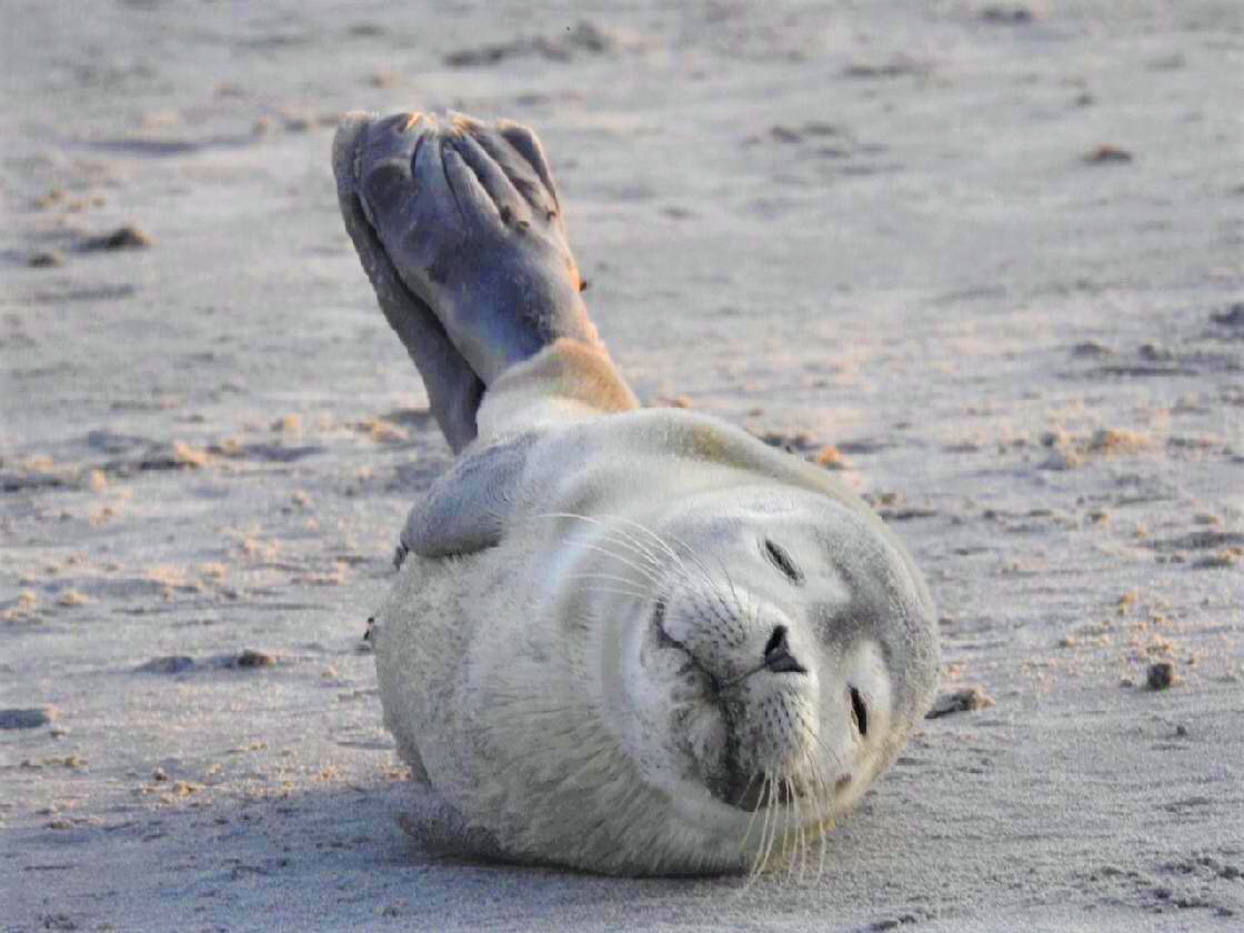 Welcome to #SealWeekNOAA! Each day, we will be sharing interesting facts and articles about seals and other pinnipeds. Join us to learn more about <a href="/NOAA/">NOAA</a>’s conservation efforts and see how seals are important for healthy oceans: fisheries.noaa.gov/feature-story/…