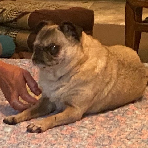 joychivet's tweet photo. Sweet girl Emmy came in today for her acupuncture initial consultation for myelopathy. She did quite well with her first time needle placement, &amp; she is starting Chinese herbs and food therapy, too! #Hampton #PugAcupuncture #WeLoveDogs #HolisticDog #HolisticVeterinarian https://t.co/J3tR4szynq