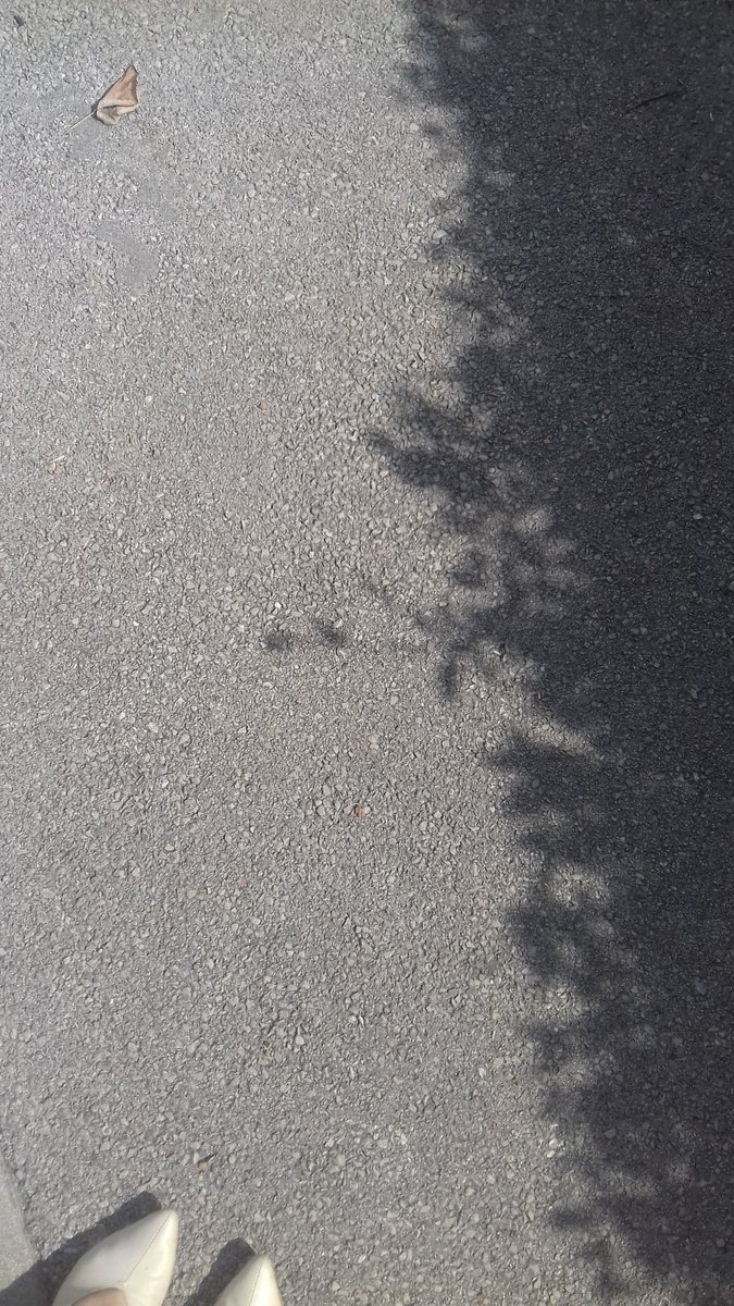 VVB_LJ's tweet photo. 28. VIII. 2022, 14:50

Self-portrait with #pavementpoem. https://t.co/Fv59OTOkES
