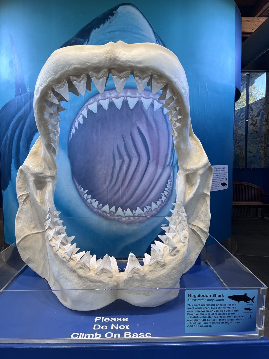 konacone's tweet photo. #megalodon ⁦@TheFFBallers⁩ ⁦@jasonmoore⁩ MEGALODON!!!! #oregoncoastaquarium https://t.co/E8eYuDceuf