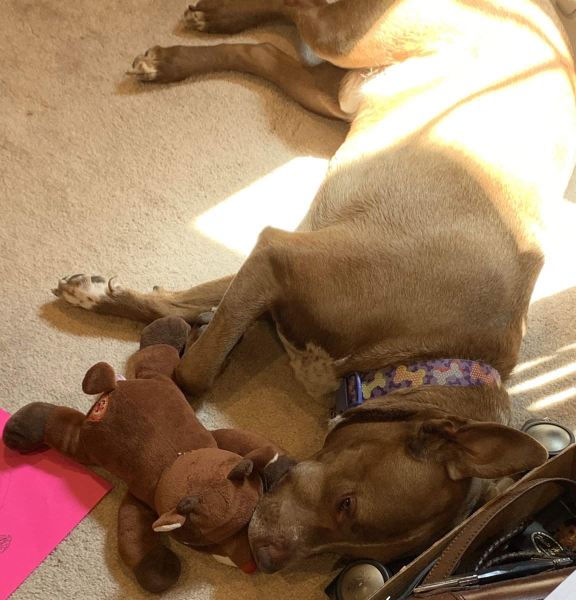 jdrasin's tweet photo. @dog_rates @Trupanion https://t.co/bxy1A0RRsk