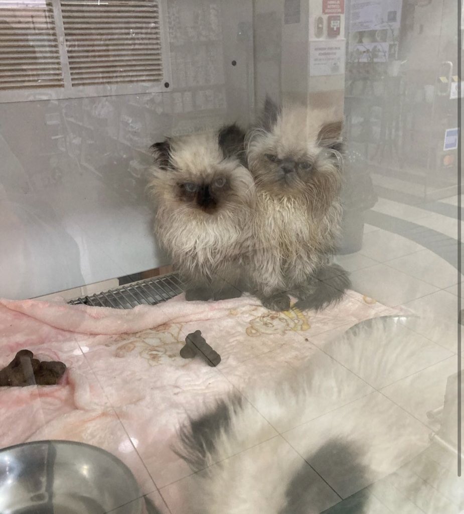ticnt_'s tweet photo. El estado en el que Clínica Veterinaria Surco tiene a los animales es triste. Dejen de comprar mascotas, los animales sufren lo suficiente en un criadero, la madre, y como si no bastara que tienen que vivir en un espacio pequeño como objetos, todavía con heces y su propia orina. https://t.co/ow3hsXRqo5