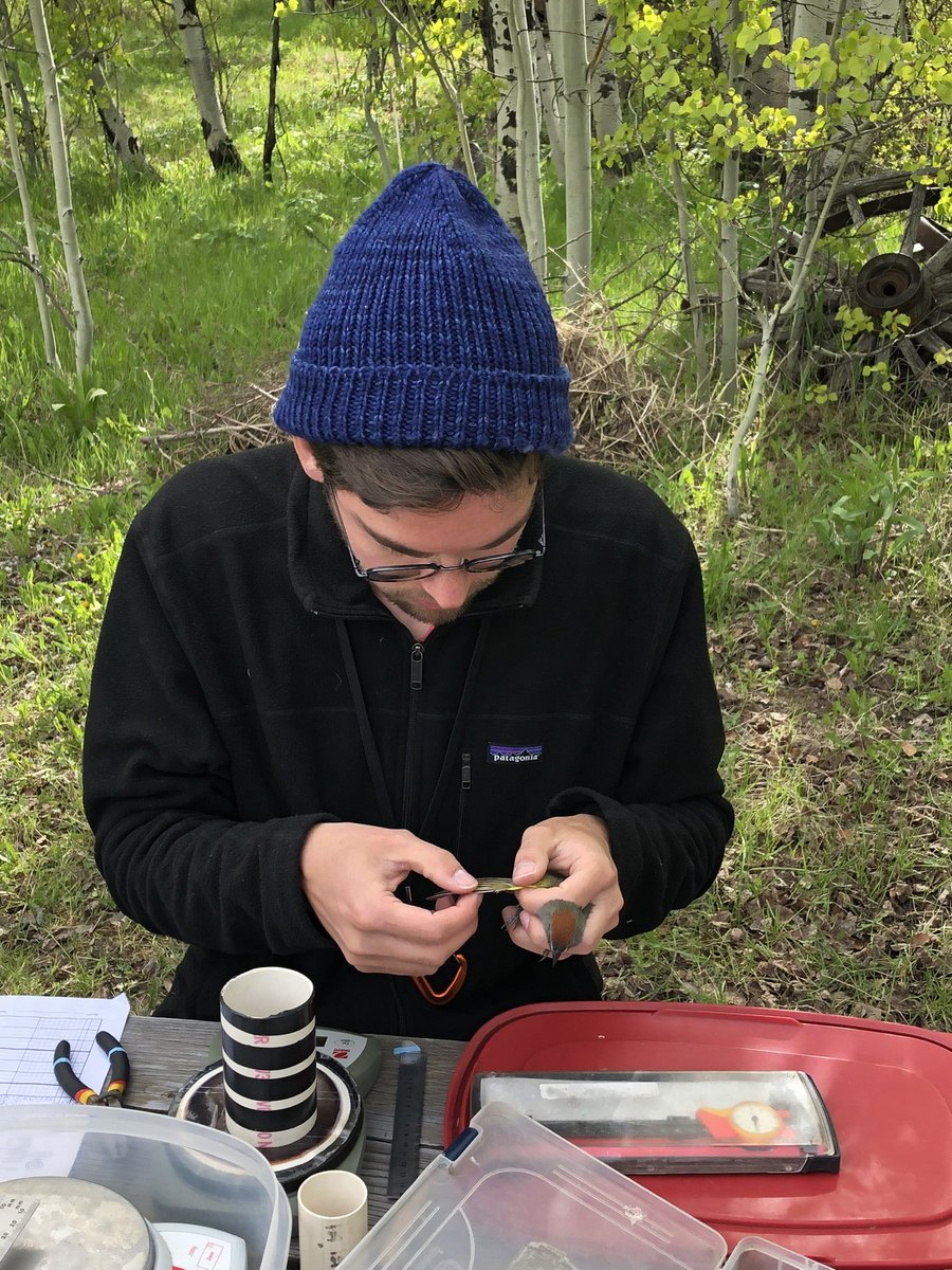 kevpero's tweet photo. A little introduction as I get active on twitter! 

Hi all! My name is Kevin Perozeni, an honors research graduate from OSU and current traveling field technician! 

I love everything avian movement related, especially hands on fieldwork, and am always happy to answer birdy Q’s! https://t.co/0rISKsYSd6