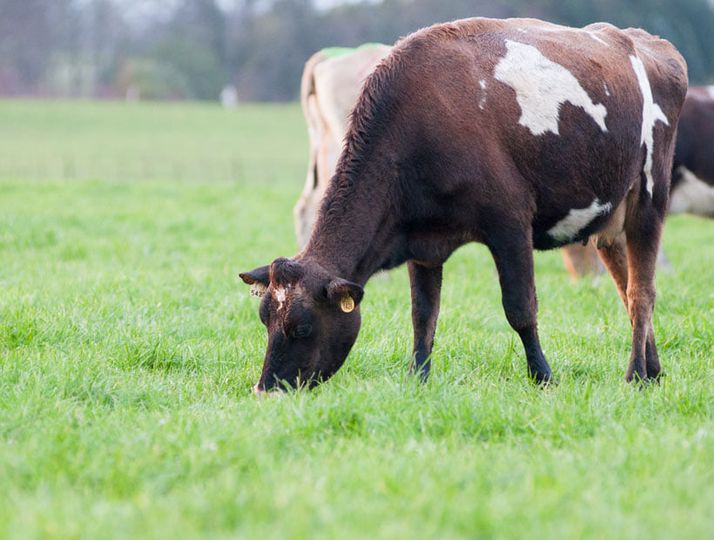 FedelecheFG's tweet photo. #AGENDA📅| Congreso abordará la producción animal y las estrategias frente a los nuevos desafíos mundiales 🐄🇨🇱
Ampliar antecedentes en https://t.co/ynN4IrShsy 🐮
https://t.co/pMGY1NyAjo
#leche #lecheros #lechechilena #lechesustentable #sochipa #inia https://t.co/GAS1KndmSf