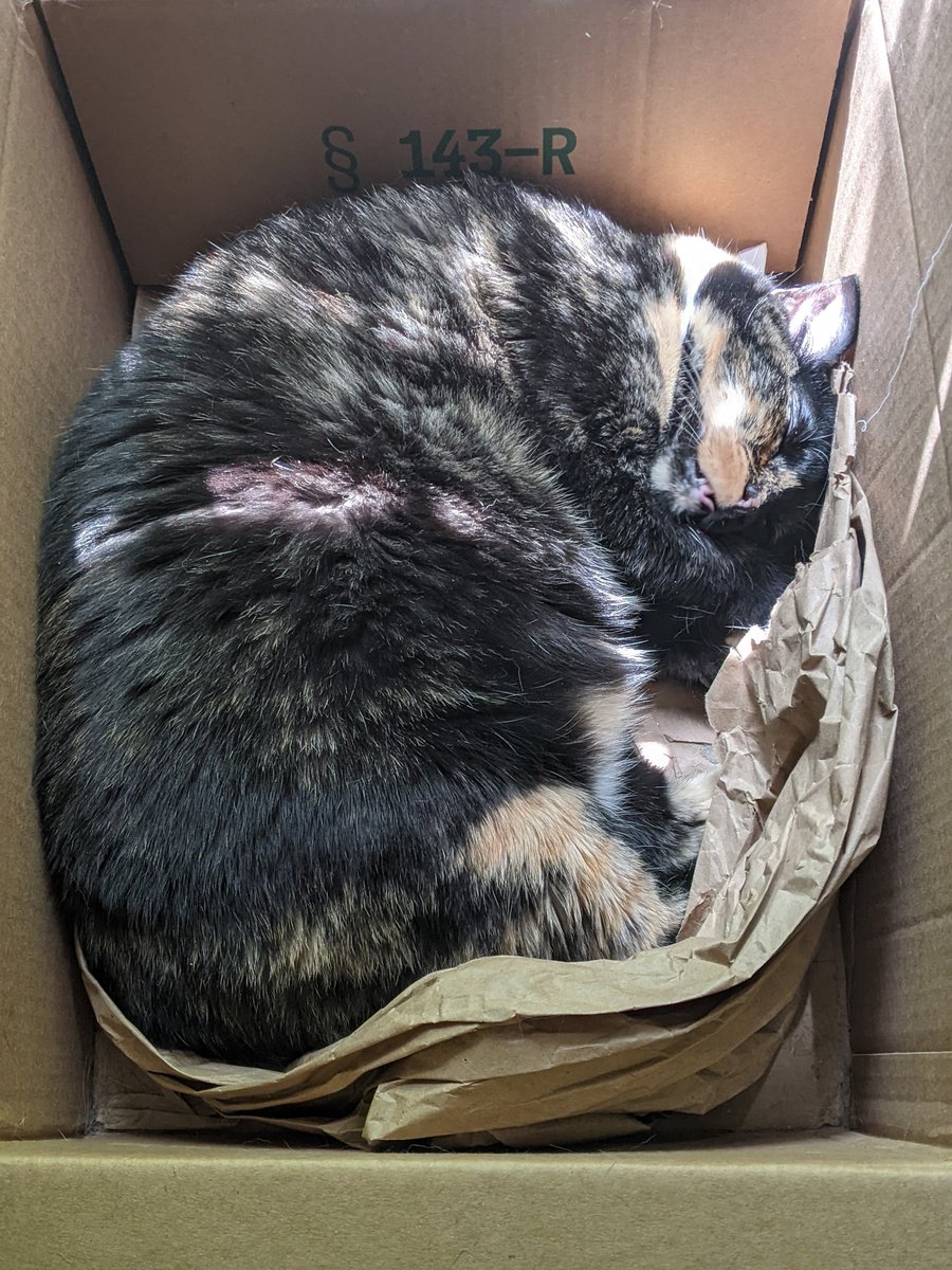 pringlebrazell's tweet photo. Sister Shepard loves to sleep in her #amazon box. 

#catnap #catsoftwitter #calico https://t.co/OyqC5Lq9Aa