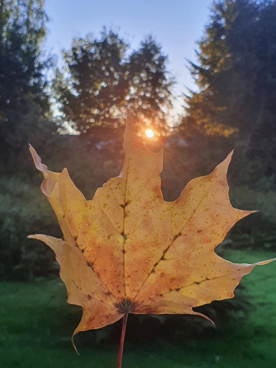 fredrik20030626's tweet photo. A nice sunset in Edebäck
Have a nice evening ❤
•
•
•
#sweden #Edebäck #värmland #sun #sunset #Mondaycozy #goodevening
#Edebäck_theautumn #leaf #wowgbg
#garden #natureblogger #forest #tree
#sweden_theautumn #loveyouall #fypage https://t.co/jow2FlMQwB