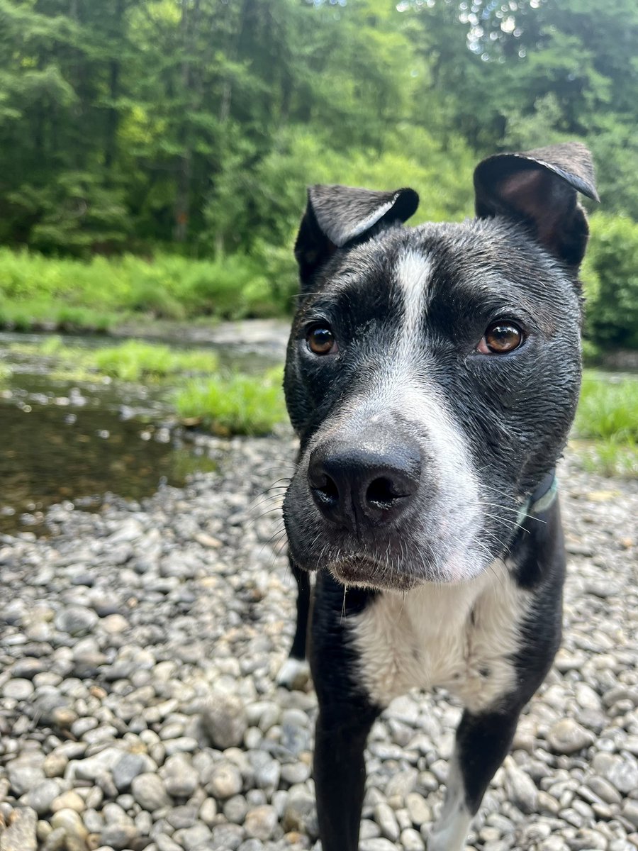 looeylooster's tweet photo. @dog_rates @Trupanion My rescue pup Babs! She’s a pit mix full of nothing but love…she does try her paw at fishing sometimes, but has yet to catch anything. https://t.co/UyaeaxkdQM