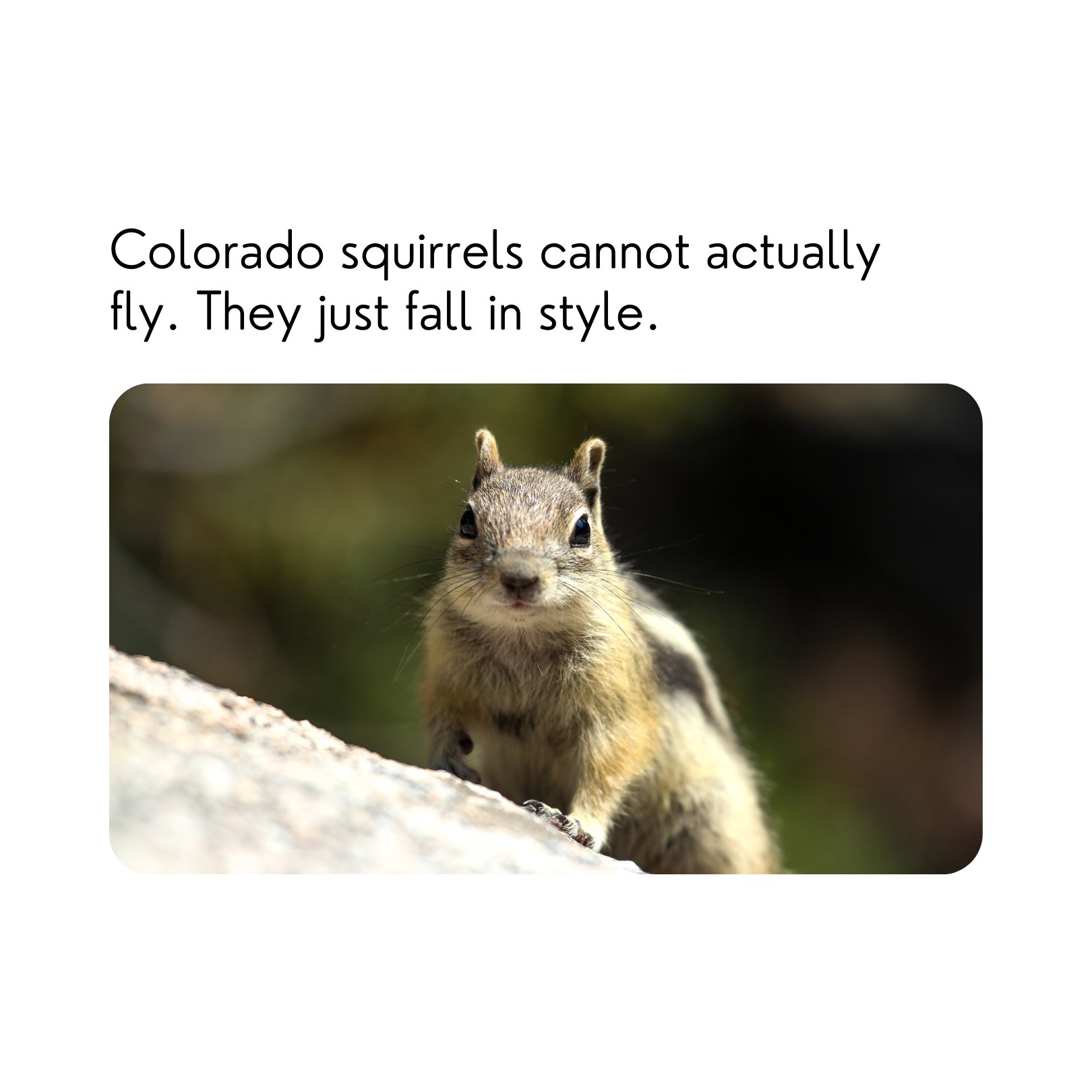 Governor Jared Polis on Twitter: "Flying squirrels are incredibly rare ...