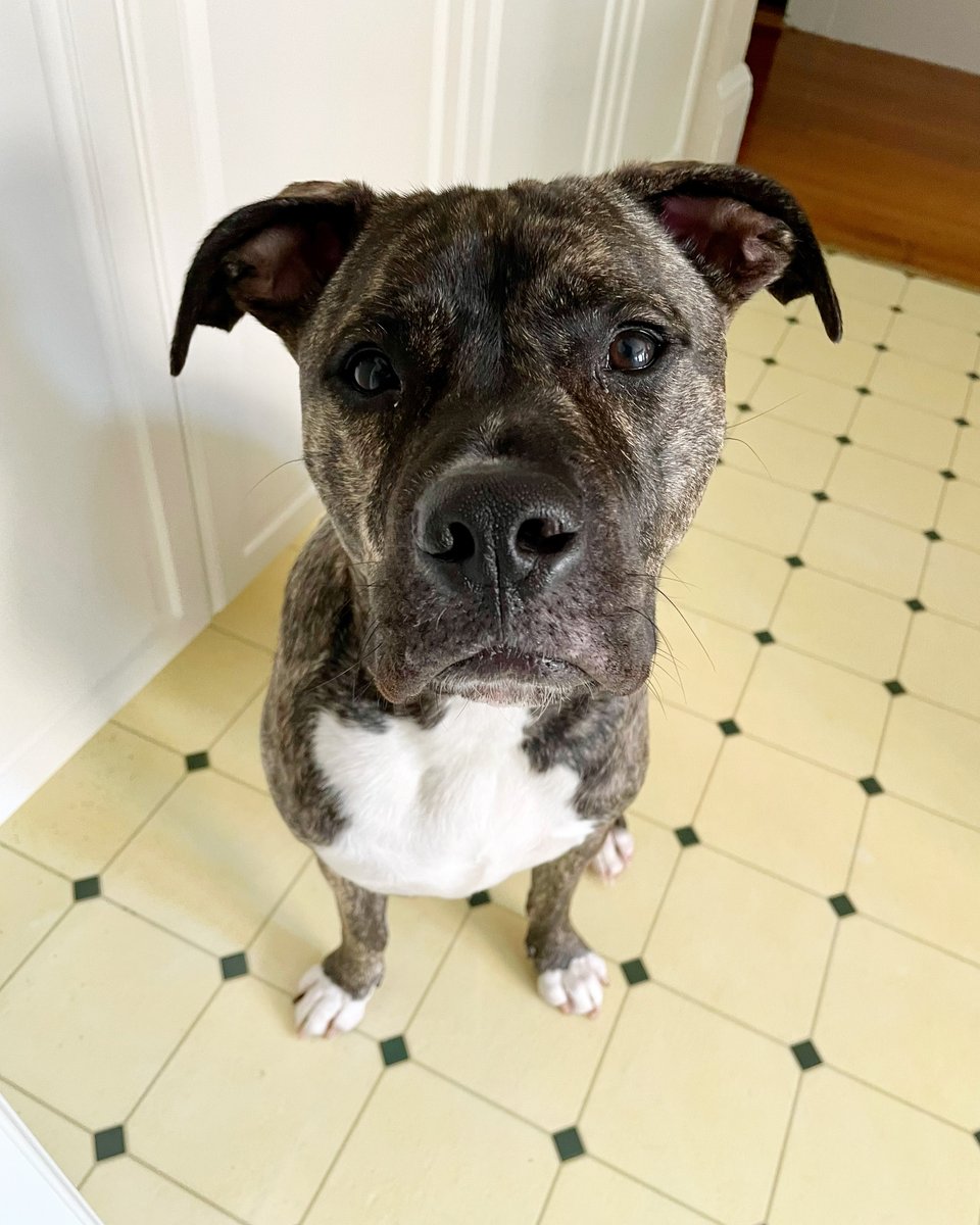 BLSundaresh's tweet photo. @dog_rates @Trupanion We are constantly reminded of Neo's loving nature and playfulness. We couldn't ask for a better dog. #pibble https://t.co/lickUZbu67