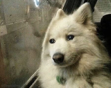 Esmmenaava's tweet photo. Yo cuando mi novio pasa su tarjeta dorada y la compra no es para mi 😔 https://t.co/tlKkD0FTGQ