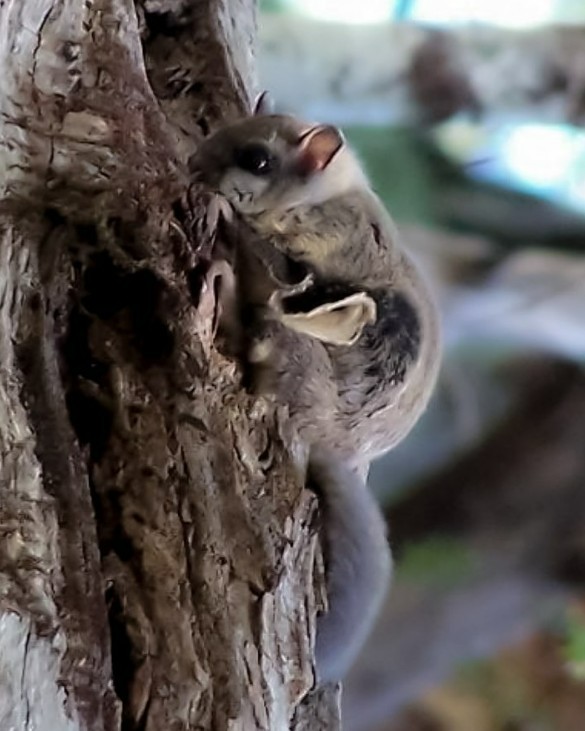 NJKeepItGreen's tweet image. Look up in the sky! It’s a bird 🐦It's a plane ✈️ It’s a…flying squirrel? New Jersey is home to two different species of these high-flying critters: the northern flying squirrel and the southern flying squirrel. Both are common but are rarely seen since they are nocturnal.